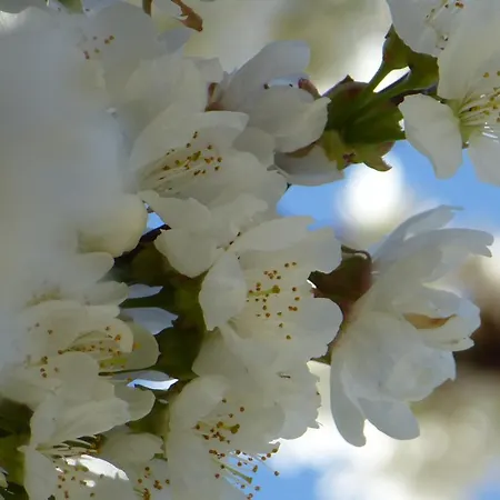 Les Coteaux De Vigny 3* Champagne-de-Blanzac