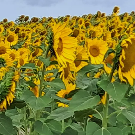 Pensionat Les Coteaux De Vigny 3*